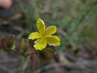 Velleia lyrata (12)