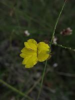 Velleia lyrata (18)