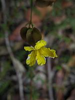 Velleia lyrata (3)