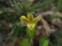 Velleia lyrata (8)