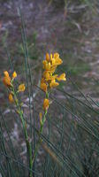 Viminaria juncea flowers